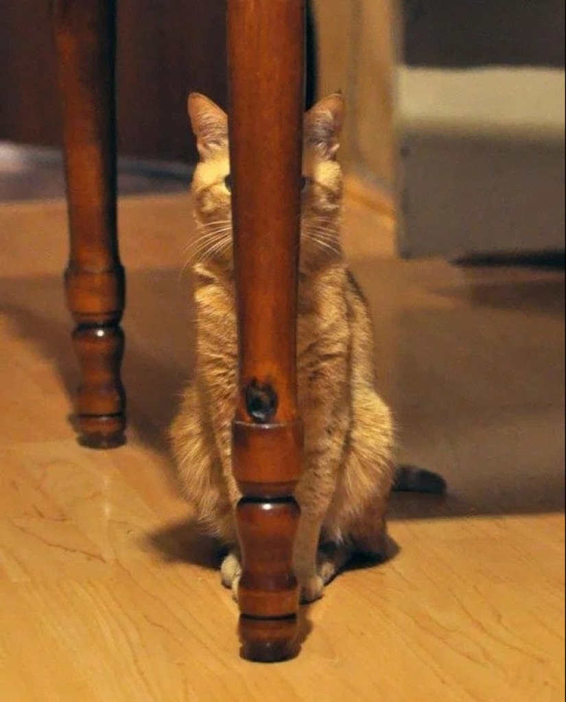 Gatos ninja que han dominado el antiguo arte marcial del ninjutsu a la perfección