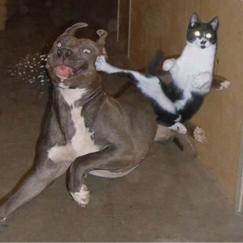Gatos ninja que han dominado el antiguo arte marcial del ninjutsu a la perfección