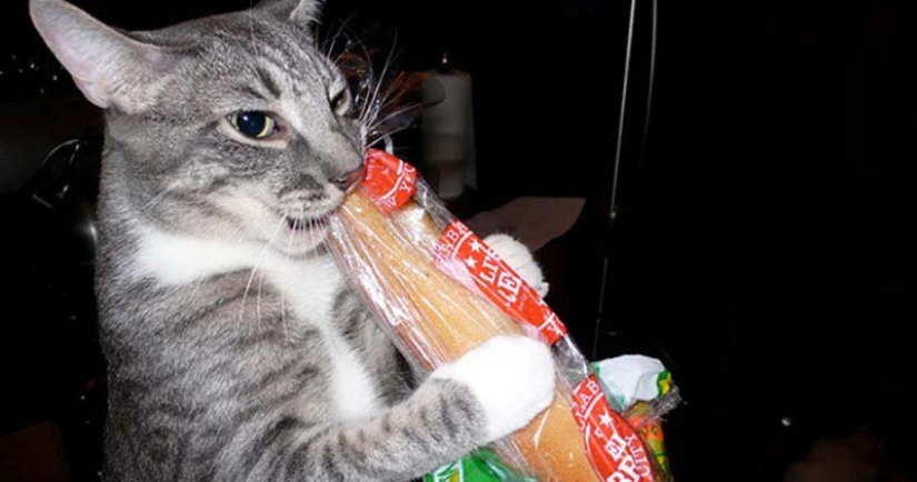 Gatos que comen pan: ¡se ha revelado el misterio de la predilección antinatural de las mascotas! Gatos que comen pan: ¡se ha revelado el misterio de la predilección antinatural de las mascotas!