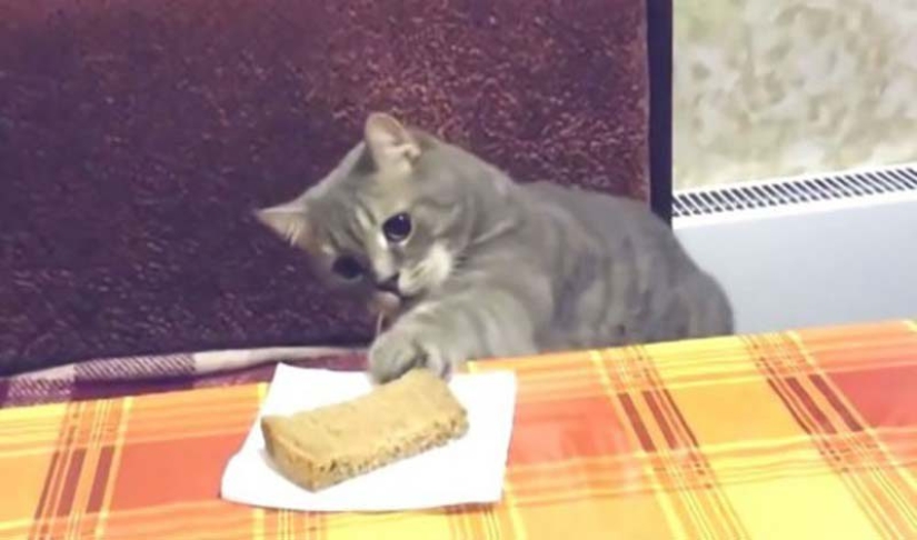 Gatos que comen pan: ¡se ha revelado el misterio de la predilección antinatural de las mascotas! Gatos que comen pan: ¡se ha revelado el misterio de la predilección antinatural de las mascotas!