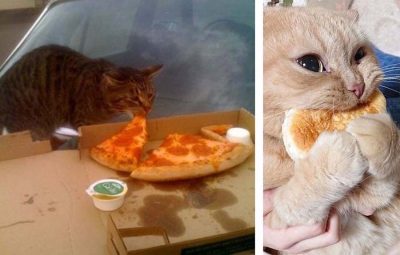 Gatos que comen pan: ¡se ha revelado el misterio de la predilección antinatural de las mascotas! Gatos que comen pan: ¡se ha revelado el misterio de la predilección antinatural de las mascotas!
