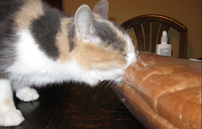 Gatos que comen pan: ¡se ha revelado el misterio de la predilección antinatural de las mascotas! Gatos que comen pan: ¡se ha revelado el misterio de la predilección antinatural de las mascotas!