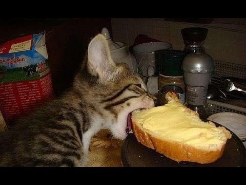 Gatos que comen pan: ¡se ha revelado el misterio de la predilección antinatural de las mascotas! Gatos que comen pan: ¡se ha revelado el misterio de la predilección antinatural de las mascotas!