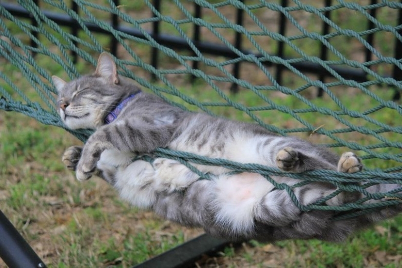 Gatos que han aprendido la ciencia del sueño Gatos que han aprendido la ciencia del sueño