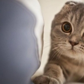 Gaze into the void: do cats see something otherworldly, inaccessible to our eye Gaze into the void: do cats see something otherworldly, inaccessible to our eye