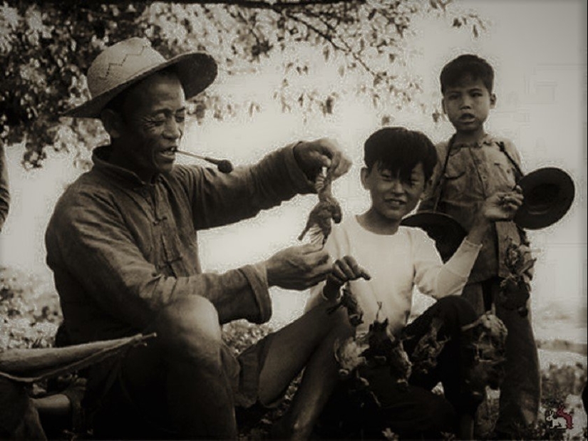 Genocidio de aves: cómo la naturaleza se vengó de los chinos por el exterminio de los gorriones Genocidio de aves: cómo la naturaleza se vengó de los chinos por el exterminio de los gorriones