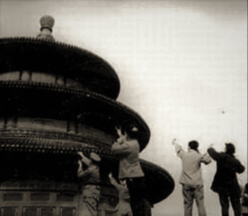 Genocidio de aves: cómo la naturaleza se vengó de los chinos por el exterminio de los gorriones Genocidio de aves: cómo la naturaleza se vengó de los chinos por el exterminio de los gorriones