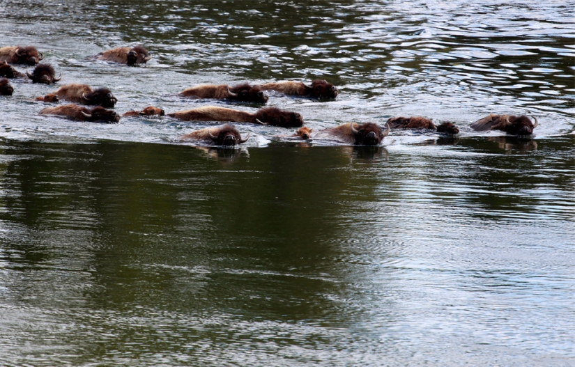 Geysers, bison, and other sights of Yellowstone