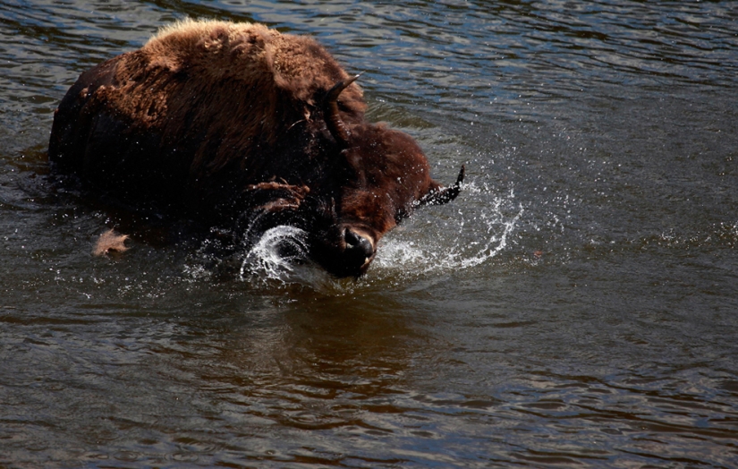Geysers, bison, and other sights of Yellowstone