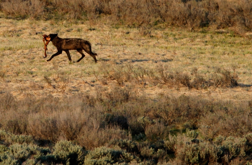 Geysers, bison, and other sights of Yellowstone