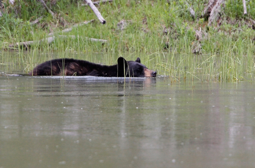 Geysers, bison, and other sights of Yellowstone