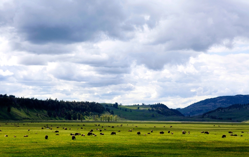 Geysers, bison, and other sights of Yellowstone