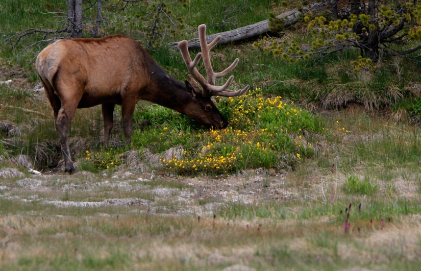 Geysers, bison, and other sights of Yellowstone