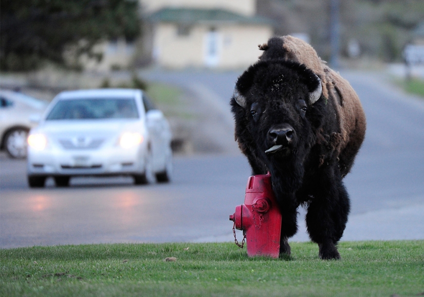 Geysers, bison, and other sights of Yellowstone