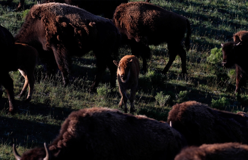 Geysers, bison, and other sights of Yellowstone