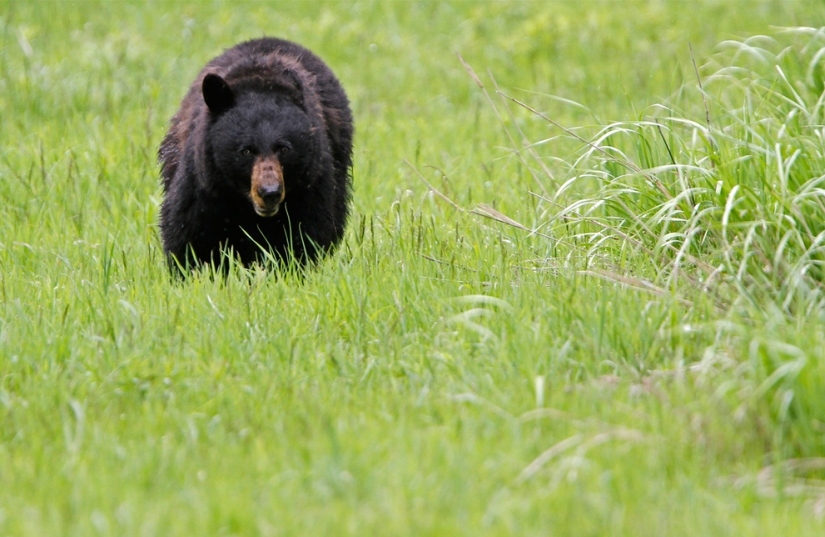 Geysers, bison, and other sights of Yellowstone