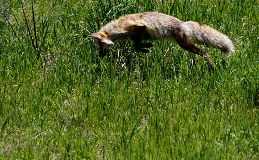 Geysers, bison, and other sights of Yellowstone