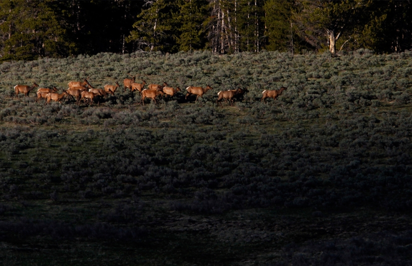 Geysers, bison, and other sights of Yellowstone