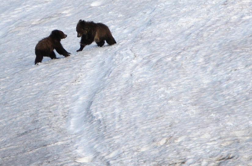 Geysers, bison, and other sights of Yellowstone