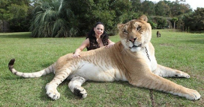 Gigantes y enanos de el mundo de los animales: los contrastes son evidentes sólo cuando se comparan