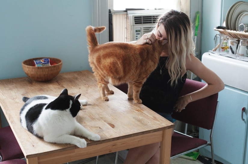 Girl, sheltered homeless cats