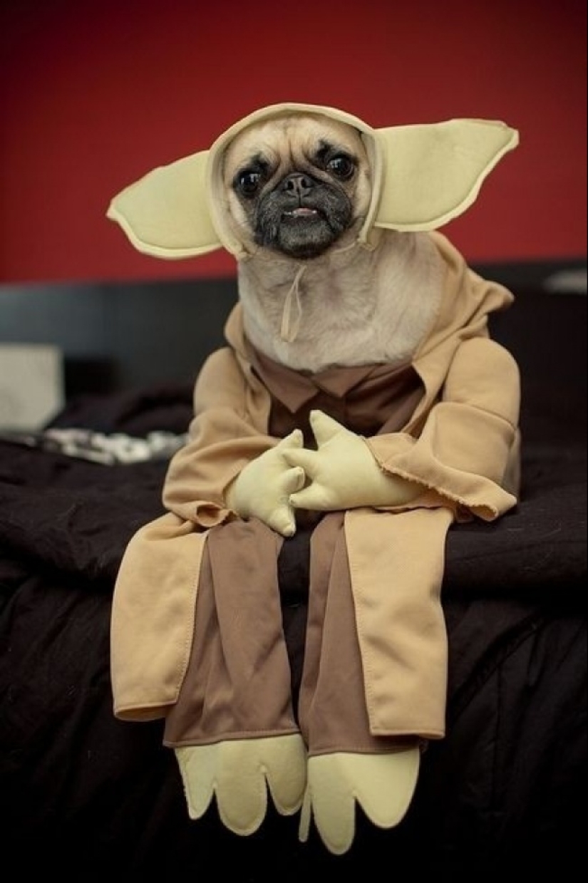 Give us some sleep, too! 14 cosplays that sparkle with originality