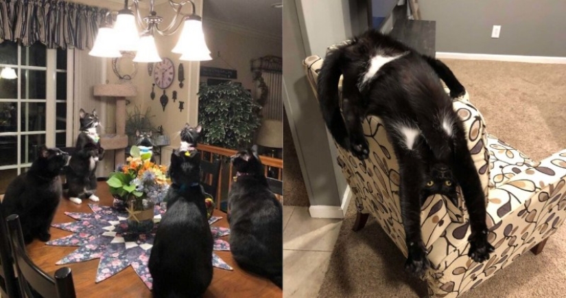 Glitch in the cat matrix: 24 funny photos of cats that are stuck Glitch in the cat matrix: 24 funny photos of cats that are stuck