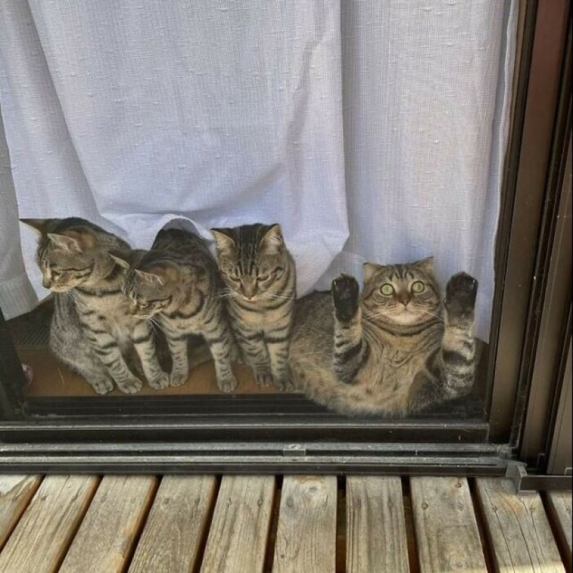 Glitch in the cat matrix: 24 funny photos of cats that are stuck Glitch in the cat matrix: 24 funny photos of cats that are stuck