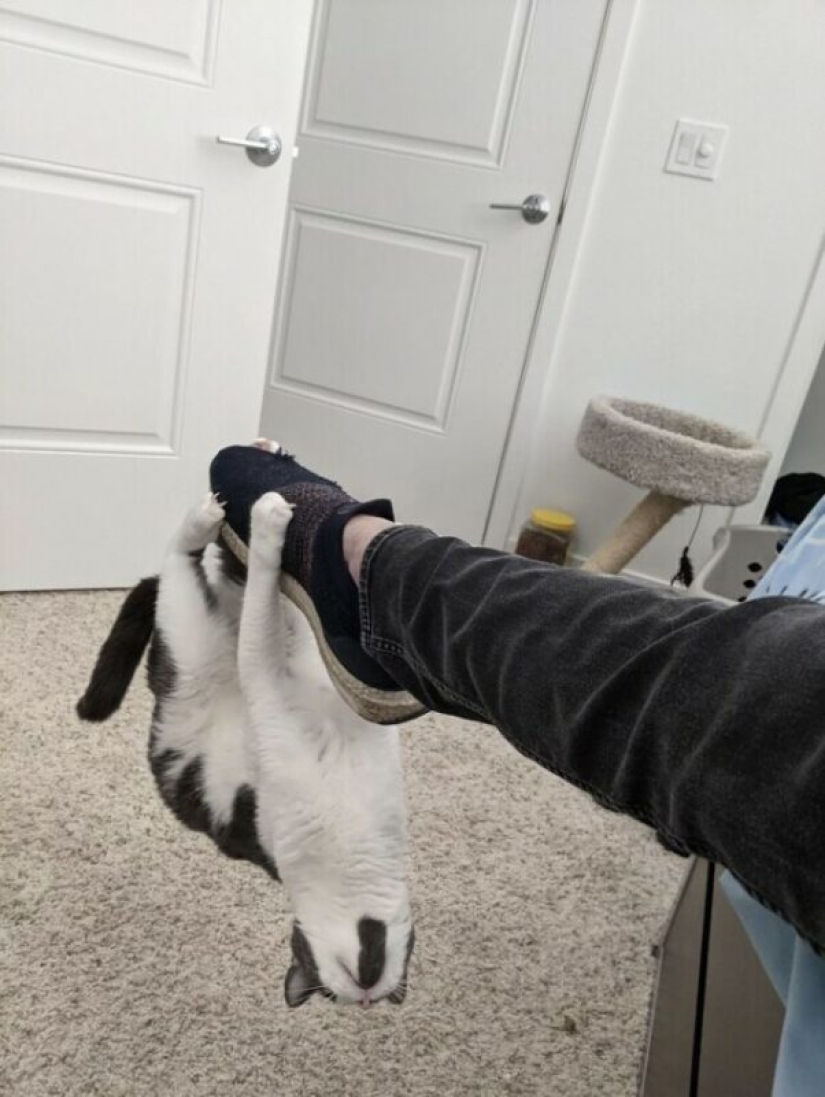Glitch in the cat matrix: 24 funny photos of cats that are stuck Glitch in the cat matrix: 24 funny photos of cats that are stuck