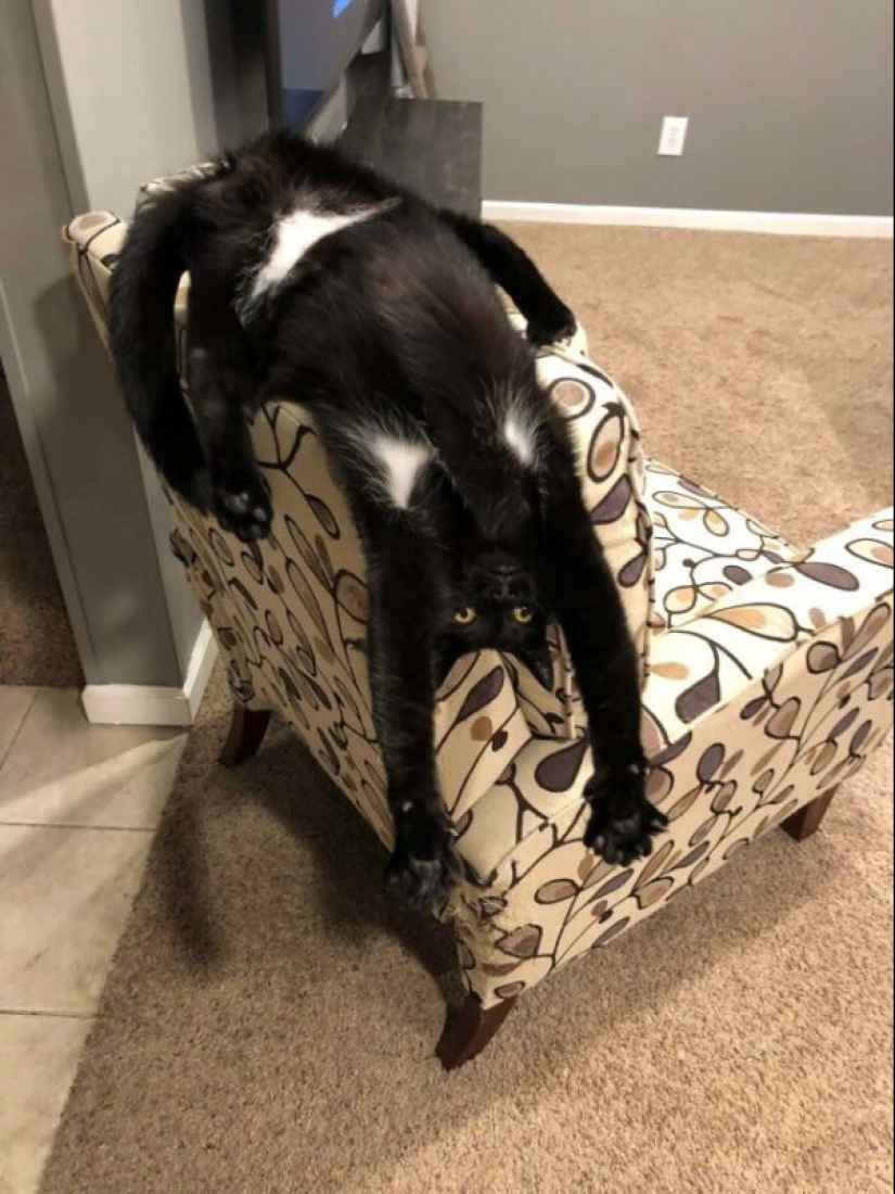 Glitch in the cat matrix: 24 funny photos of cats that are stuck Glitch in the cat matrix: 24 funny photos of cats that are stuck