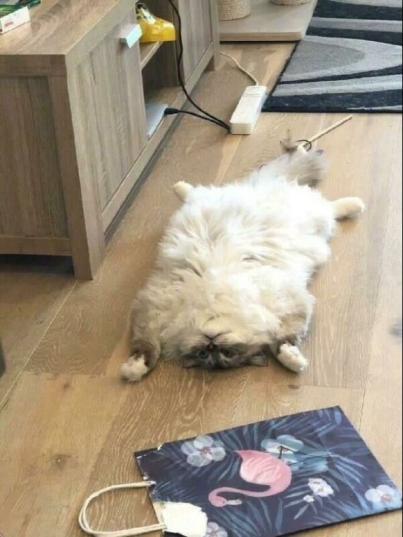 Glitch in the cat matrix: 24 funny photos of cats that are stuck Glitch in the cat matrix: 24 funny photos of cats that are stuck