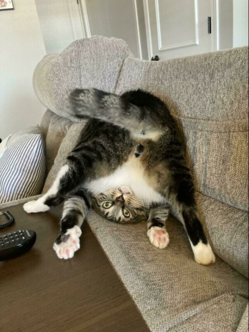Glitch in the cat matrix: 24 funny photos of cats that are stuck Glitch in the cat matrix: 24 funny photos of cats that are stuck