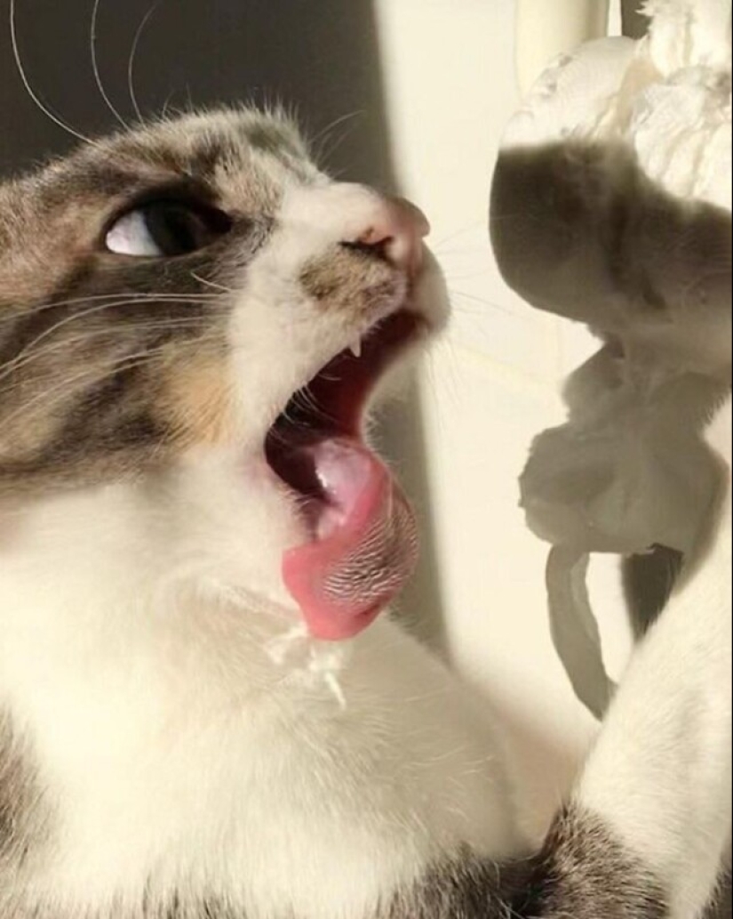 Glitch in the cat matrix: 24 funny photos of cats that are stuck Glitch in the cat matrix: 24 funny photos of cats that are stuck