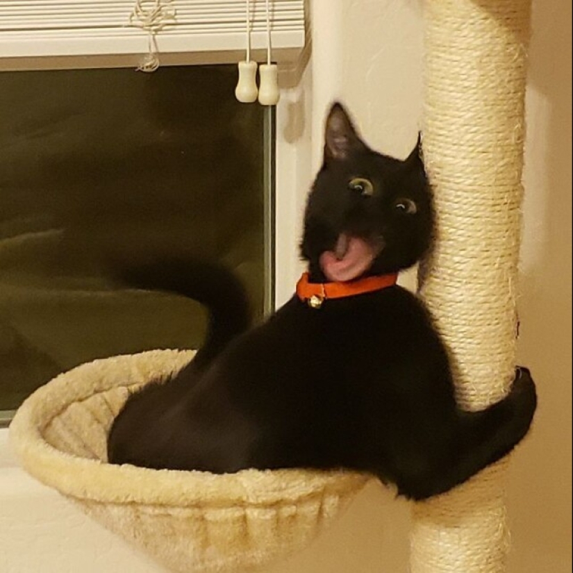 Glitch in the cat matrix: 24 funny photos of cats that are stuck Glitch in the cat matrix: 24 funny photos of cats that are stuck