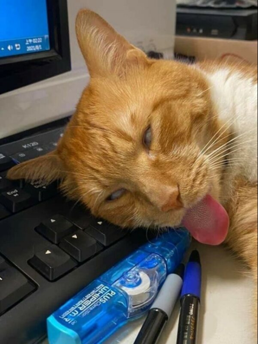 Glitch in the cat matrix: 24 funny photos of cats that are stuck Glitch in the cat matrix: 24 funny photos of cats that are stuck
