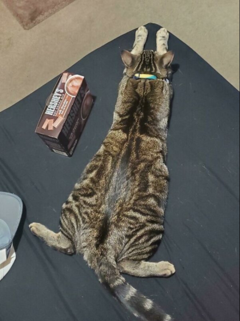 Glitch in the cat matrix: 24 funny photos of cats that are stuck Glitch in the cat matrix: 24 funny photos of cats that are stuck