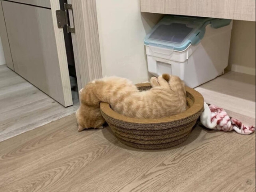 Glitch in the cat matrix: 24 funny photos of cats that are stuck Glitch in the cat matrix: 24 funny photos of cats that are stuck
