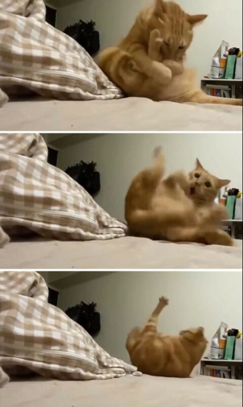 Glitch in the cat matrix: 24 funny photos of cats that are stuck Glitch in the cat matrix: 24 funny photos of cats that are stuck