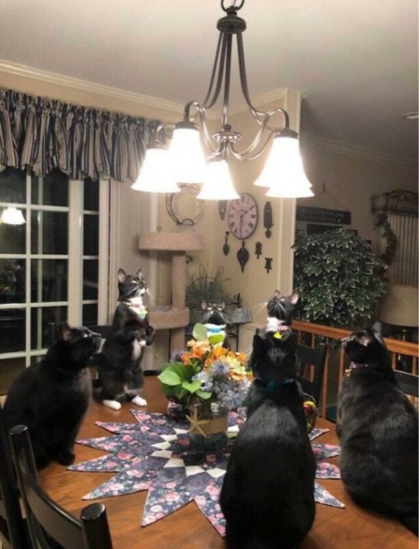 Glitch in the cat matrix: 24 funny photos of cats that are stuck Glitch in the cat matrix: 24 funny photos of cats that are stuck