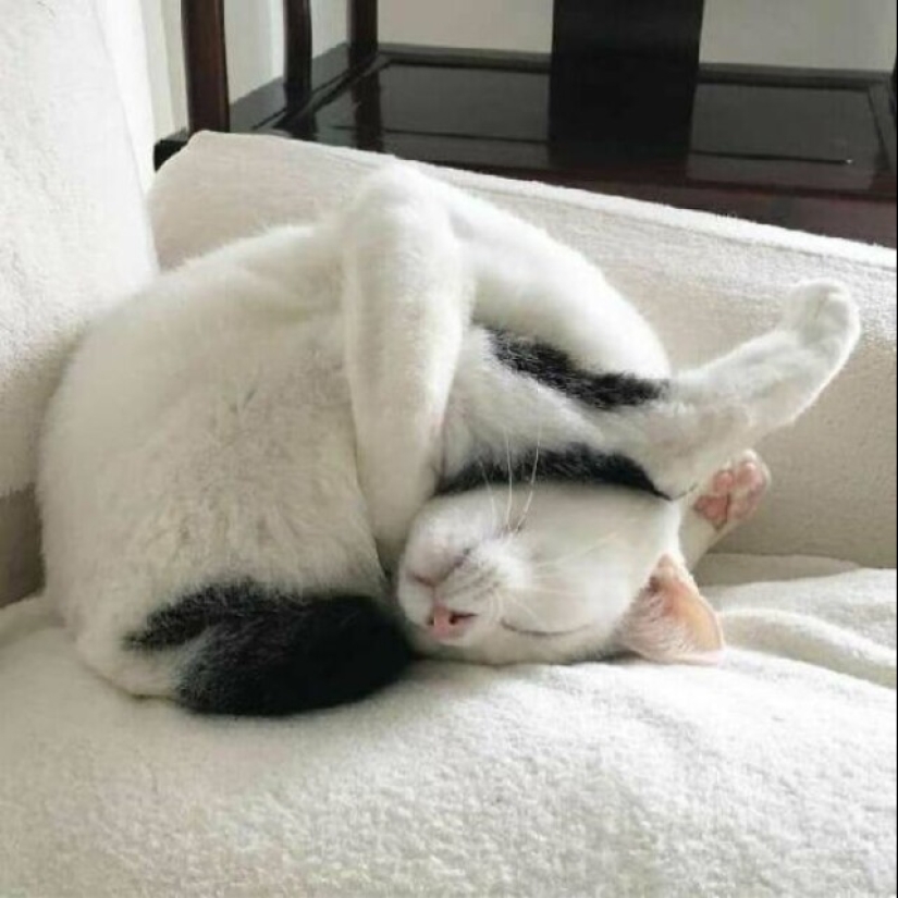 Glitch in the cat matrix: 24 funny photos of cats that are stuck Glitch in the cat matrix: 24 funny photos of cats that are stuck