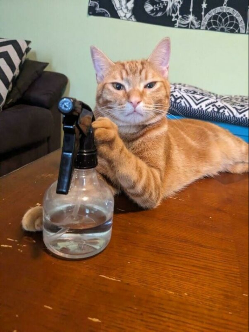 Glitch in the cat matrix: 24 funny photos of cats that are stuck Glitch in the cat matrix: 24 funny photos of cats that are stuck