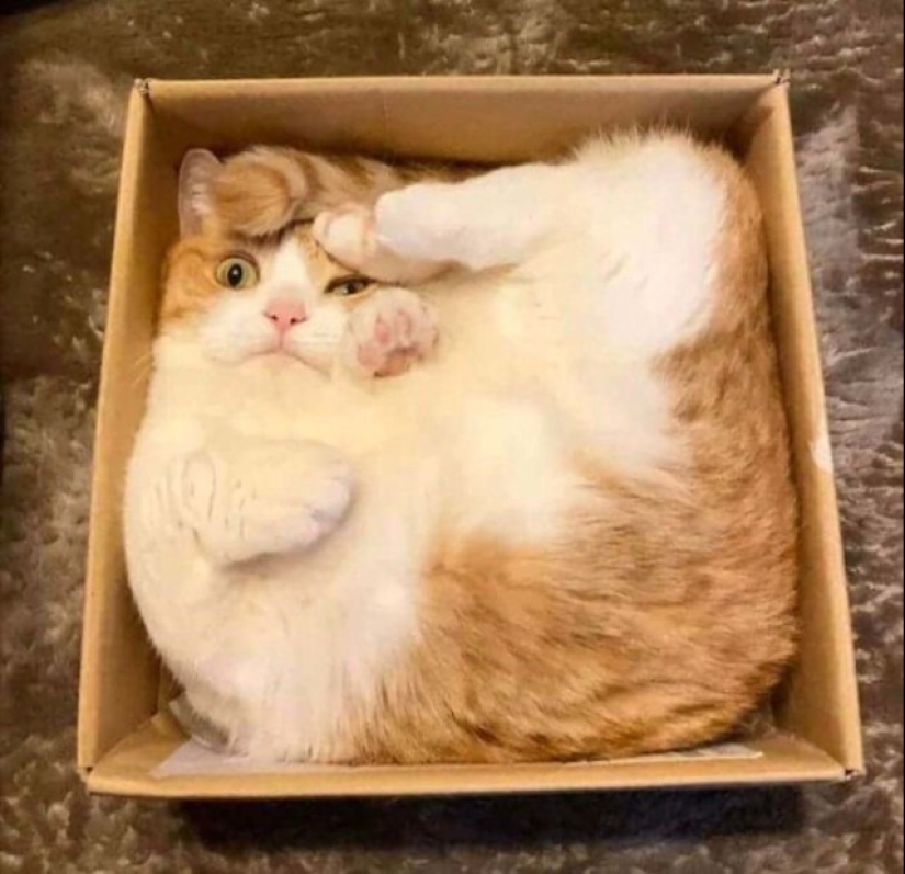 Glitch in the cat matrix: 24 funny photos of cats that are stuck Glitch in the cat matrix: 24 funny photos of cats that are stuck