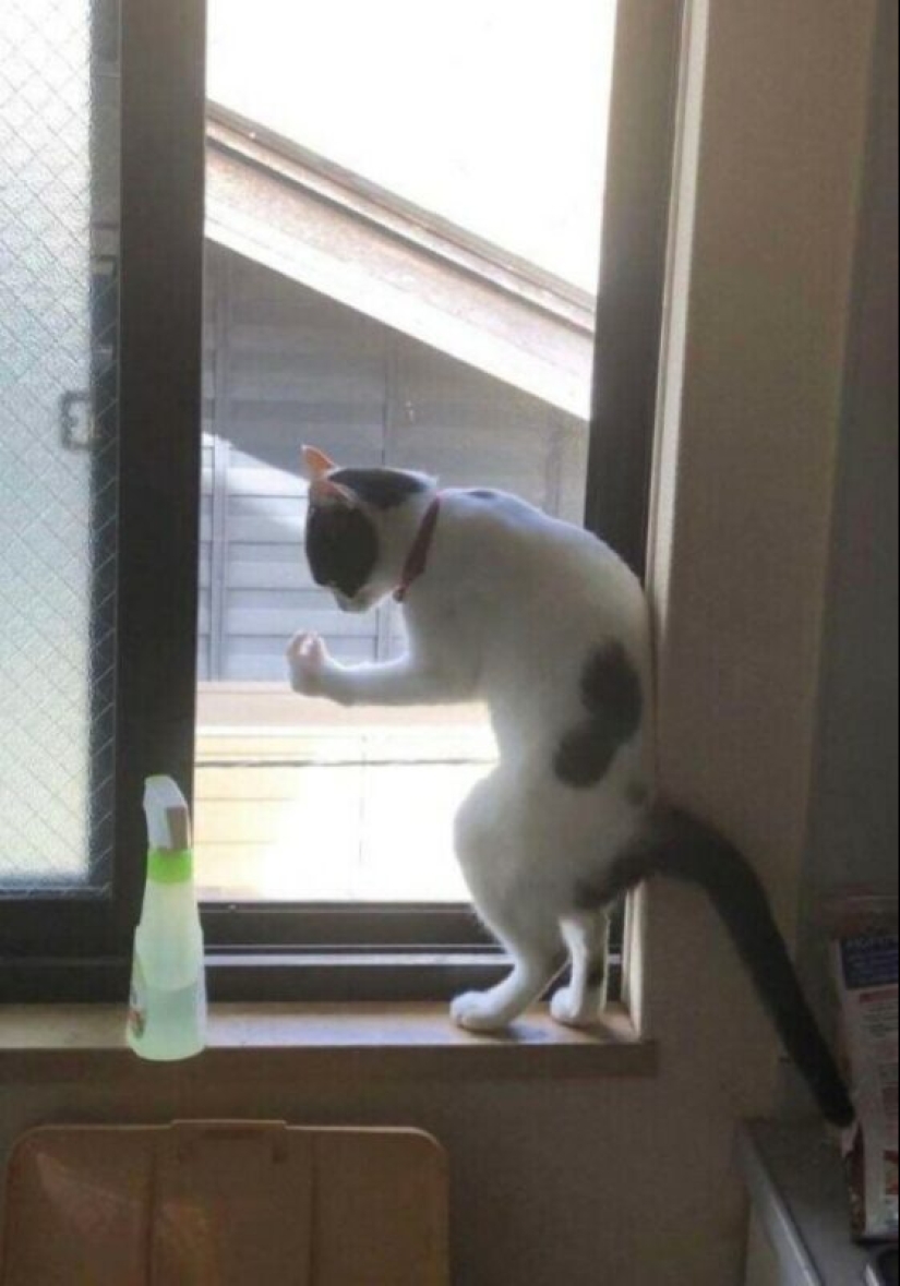 Glitch in the cat matrix: 24 funny photos of cats that are stuck Glitch in the cat matrix: 24 funny photos of cats that are stuck