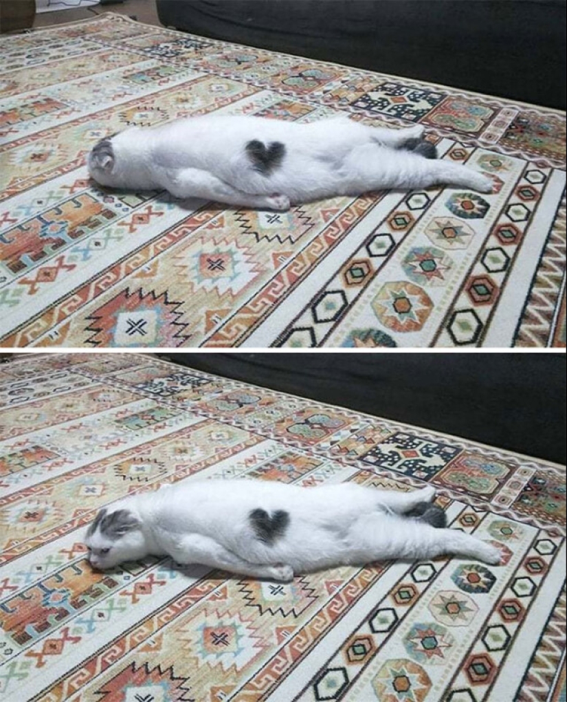 Glitch in the cat matrix: 24 funny photos of cats that are stuck Glitch in the cat matrix: 24 funny photos of cats that are stuck