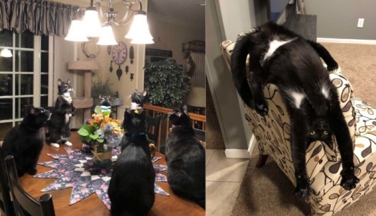 Glitch in the cat matrix: 24 funny photos of cats that are stuck