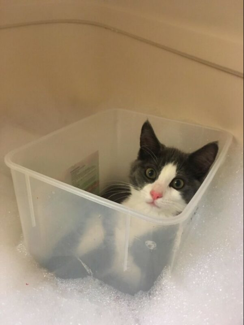 Glitch in the cat matrix: 24 funny photos of cats that are stuck Glitch in the cat matrix: 24 funny photos of cats that are stuck