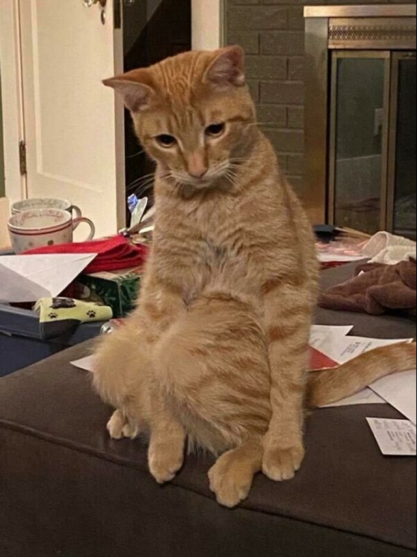 Glitch in the cat matrix: 24 funny photos of cats that are stuck Glitch in the cat matrix: 24 funny photos of cats that are stuck
