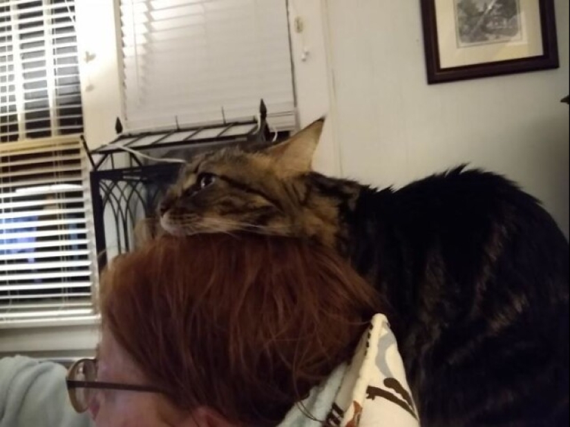 Glitch in the cat matrix: 24 funny photos of cats that are stuck Glitch in the cat matrix: 24 funny photos of cats that are stuck