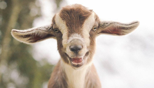 Goat-smiles Goat-smiles
