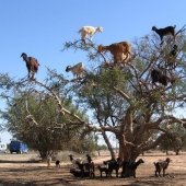 Goats in trees in Morocco Goats in trees in Morocco